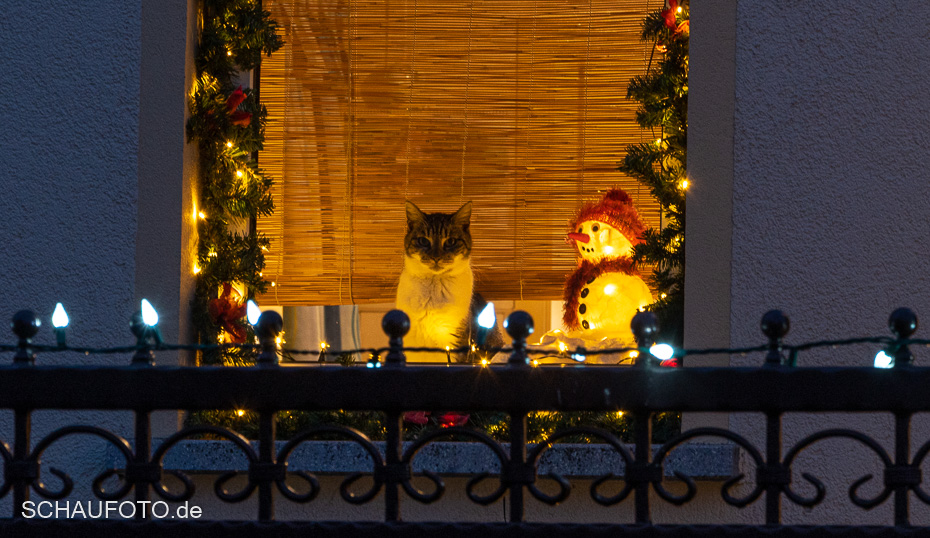 Katze im Fenster mit Schneemann