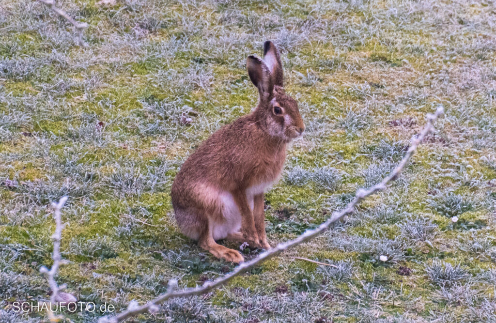 Hase auf Rasen mit Reif