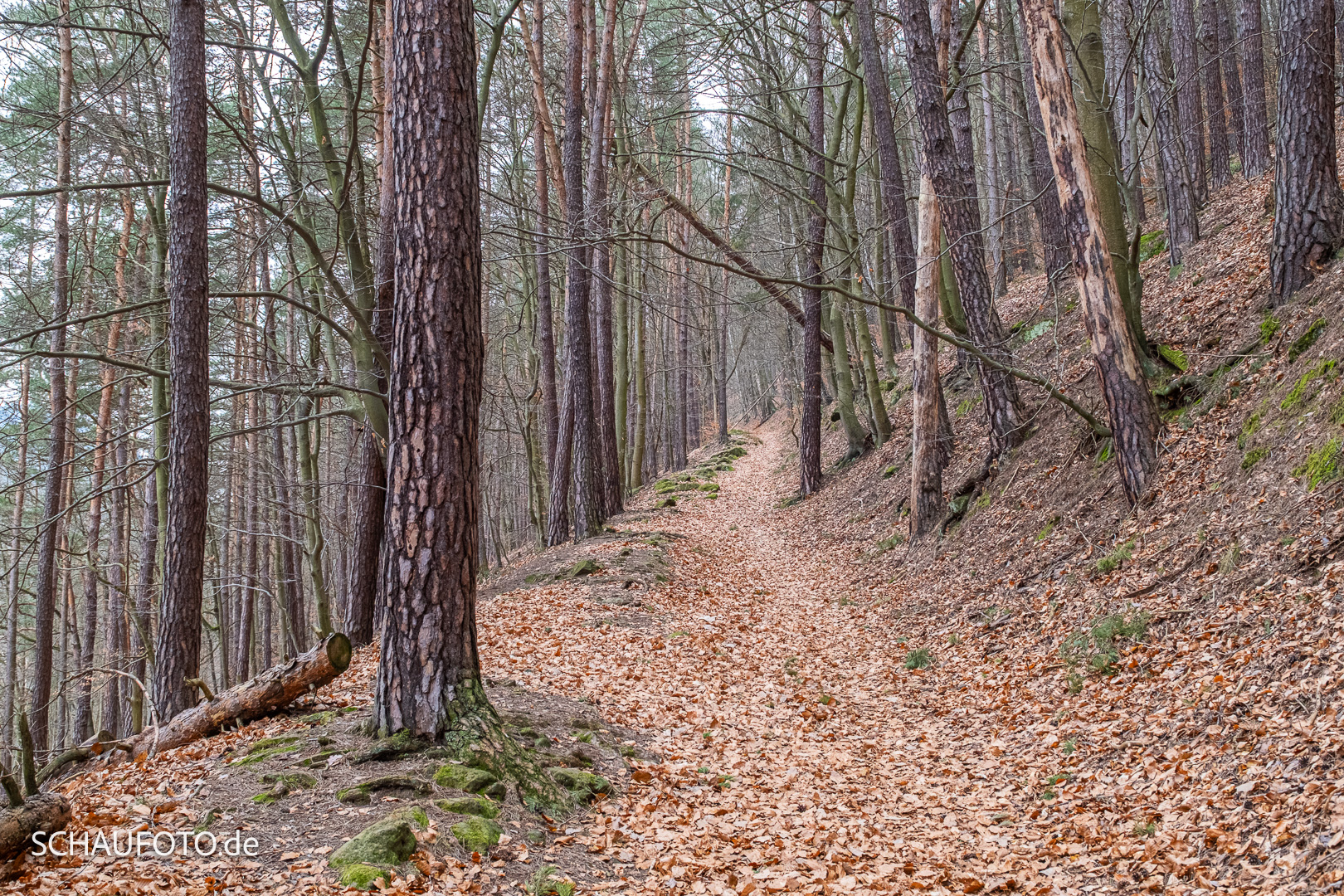 Ringweg zum Lilienstein