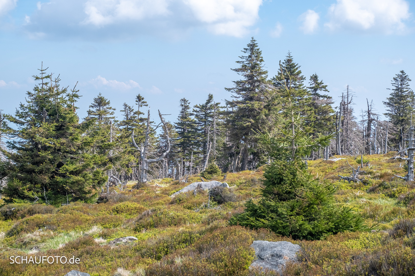 Baumgrenze auf dem Brocken