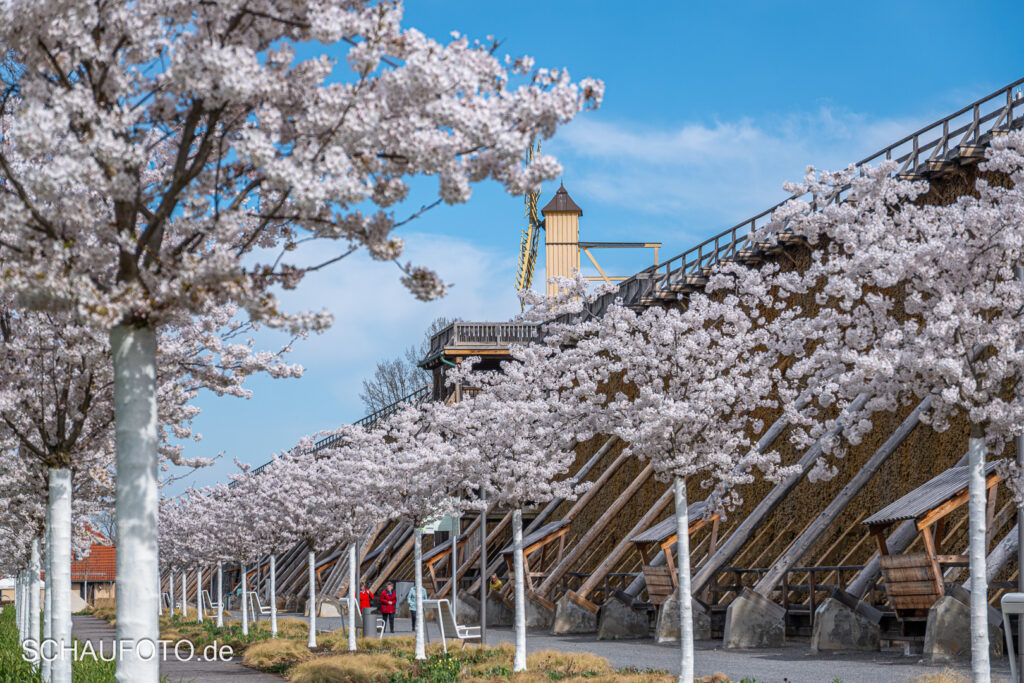 Kirschblüte im Kurpark Bad Dürrenberg (2025)